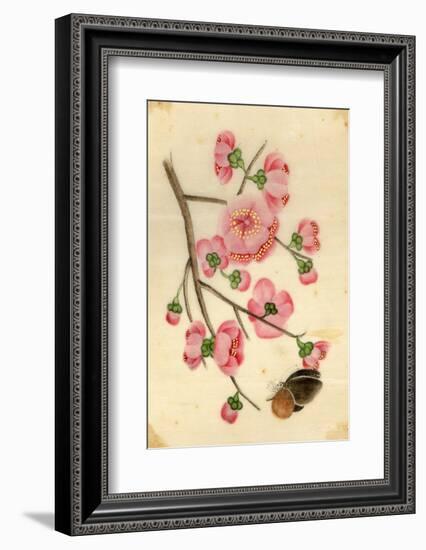 Oriental Style Depiction of Pink Cherry Blossom Showing the Branch Buds and Open Flowers-null-Framed Photographic Print