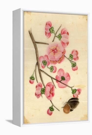 Oriental Style Depiction of Pink Cherry Blossom Showing the Branch Buds and Open Flowers-null-Framed Premier Image Canvas