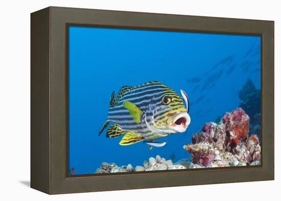 Oriental Sweetlips Cleaned by Cleaner Wrasse, Maldives-Reinhard Dirscherl-Framed Premier Image Canvas