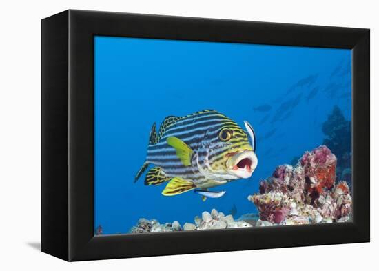 Oriental Sweetlips Cleaned by Cleaner Wrasse, Maldives-Reinhard Dirscherl-Framed Premier Image Canvas