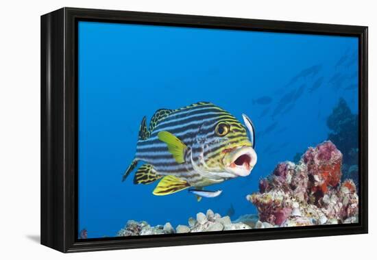 Oriental Sweetlips Cleaned by Cleaner Wrasse, Maldives-Reinhard Dirscherl-Framed Premier Image Canvas