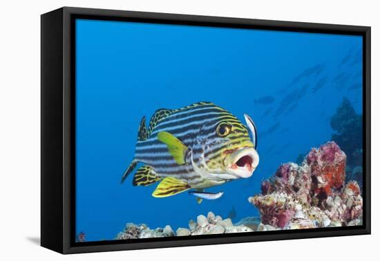 Oriental Sweetlips Cleaned by Cleaner Wrasse, Maldives-Reinhard Dirscherl-Framed Premier Image Canvas