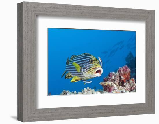 Oriental Sweetlips Cleaned by Cleaner Wrasse, Maldives-Reinhard Dirscherl-Framed Photographic Print