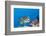 Oriental Sweetlips Cleaned by Cleaner Wrasse, Maldives-Reinhard Dirscherl-Framed Photographic Print