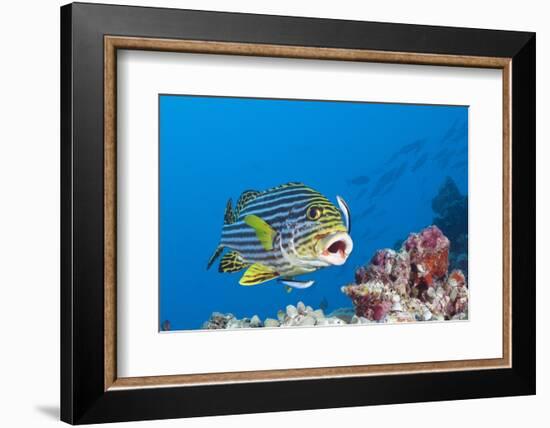 Oriental Sweetlips Cleaned by Cleaner Wrasse, Maldives-Reinhard Dirscherl-Framed Photographic Print