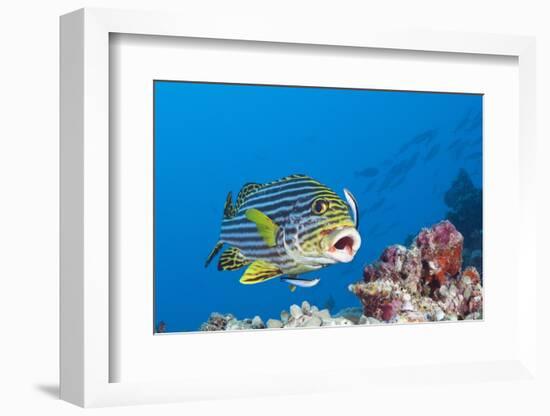 Oriental Sweetlips Cleaned by Cleaner Wrasse, Maldives-Reinhard Dirscherl-Framed Photographic Print