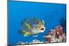 Oriental Sweetlips Cleaned by Cleaner Wrasse, Maldives-Reinhard Dirscherl-Mounted Photographic Print