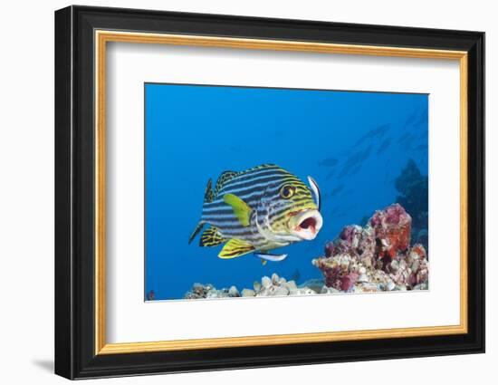 Oriental Sweetlips Cleaned by Cleaner Wrasse, Maldives-Reinhard Dirscherl-Framed Photographic Print