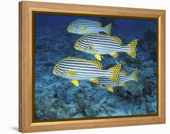 Oriental Sweetlips, Maldives-Stuart Westmoreland-Framed Premier Image Canvas