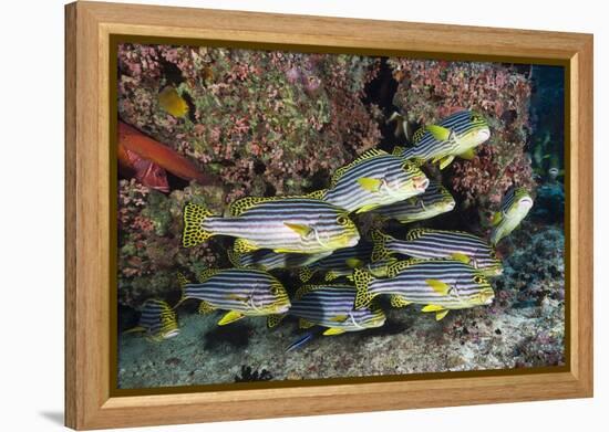 Oriental Sweetlips (Plectorhinchus Vittatus)-Reinhard Dirscherl-Framed Premier Image Canvas