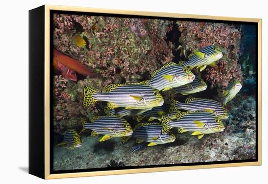 Oriental Sweetlips (Plectorhinchus Vittatus)-Reinhard Dirscherl-Framed Premier Image Canvas