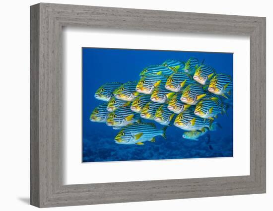 Oriental sweetlips swimming above coral reef, Indian Ocean-Alex Mustard-Framed Photographic Print