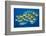 Oriental sweetlips swimming above coral reef, Indian Ocean-Alex Mustard-Framed Photographic Print