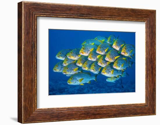 Oriental sweetlips swimming above coral reef, Indian Ocean-Alex Mustard-Framed Photographic Print