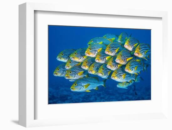 Oriental sweetlips swimming above coral reef, Indian Ocean-Alex Mustard-Framed Photographic Print