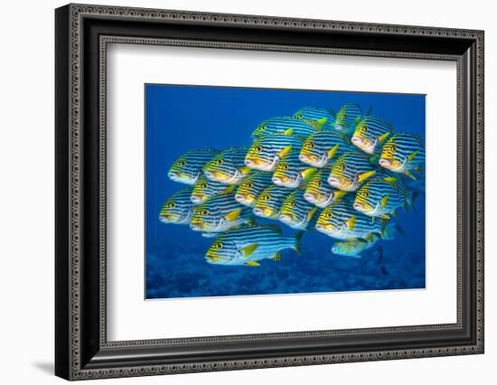 Oriental sweetlips swimming above coral reef, Indian Ocean-Alex Mustard-Framed Photographic Print