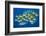 Oriental sweetlips swimming above coral reef, Indian Ocean-Alex Mustard-Framed Photographic Print