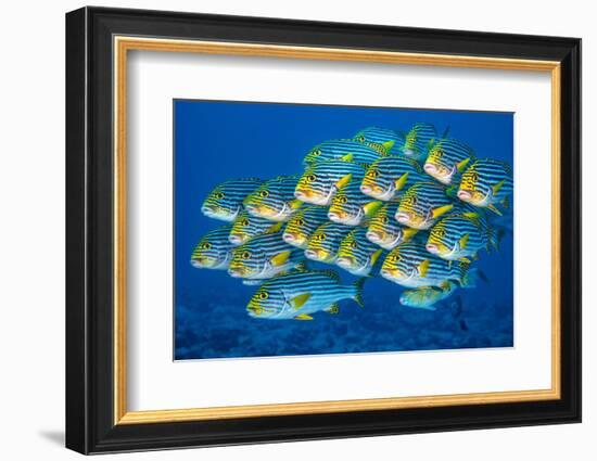 Oriental sweetlips swimming above coral reef, Indian Ocean-Alex Mustard-Framed Photographic Print