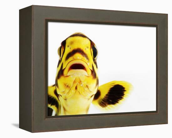 Oriental sweetlips-Martin Harvey-Framed Premier Image Canvas