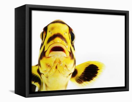 Oriental sweetlips-Martin Harvey-Framed Premier Image Canvas