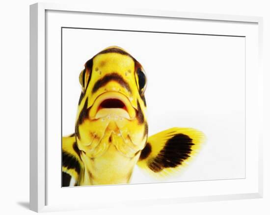 Oriental sweetlips-Martin Harvey-Framed Photographic Print