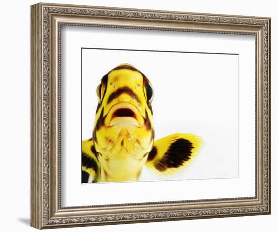 Oriental sweetlips-Martin Harvey-Framed Photographic Print