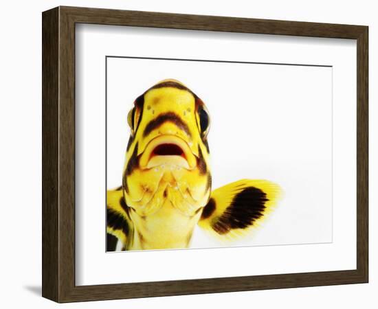 Oriental sweetlips-Martin Harvey-Framed Photographic Print