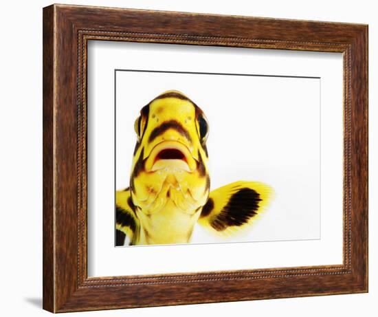 Oriental sweetlips-Martin Harvey-Framed Photographic Print