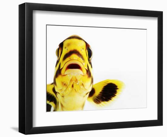 Oriental sweetlips-Martin Harvey-Framed Photographic Print