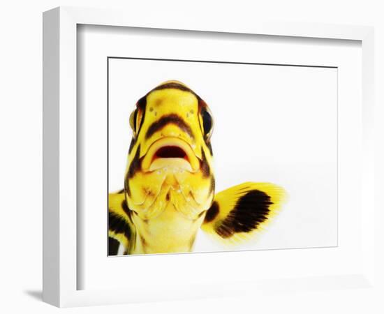 Oriental sweetlips-Martin Harvey-Framed Photographic Print