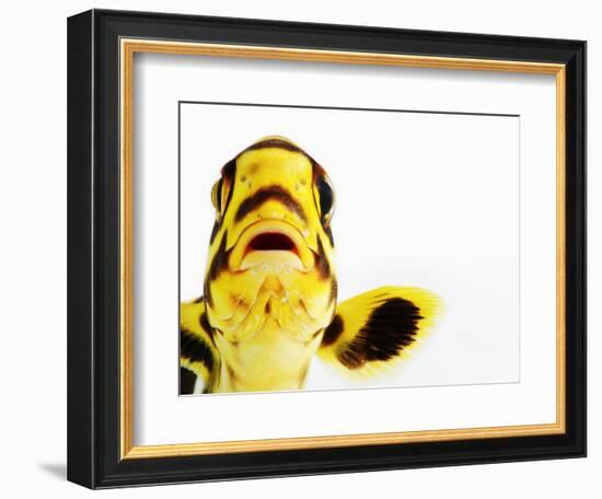 Oriental sweetlips-Martin Harvey-Framed Photographic Print