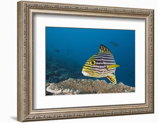 Oriental Sweetlips-Reinhard Dirscherl-Framed Photographic Print