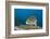 Oriental Sweetlips-Reinhard Dirscherl-Framed Photographic Print