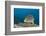 Oriental Sweetlips-Reinhard Dirscherl-Framed Photographic Print