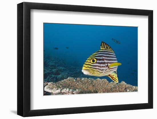 Oriental Sweetlips-Reinhard Dirscherl-Framed Photographic Print