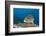 Oriental Sweetlips-Reinhard Dirscherl-Framed Photographic Print