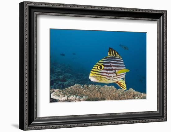 Oriental Sweetlips-Reinhard Dirscherl-Framed Photographic Print