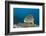 Oriental Sweetlips-Reinhard Dirscherl-Framed Photographic Print