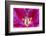 Oriental Trumpet Lily-Jim Engelbrecht-Framed Photographic Print