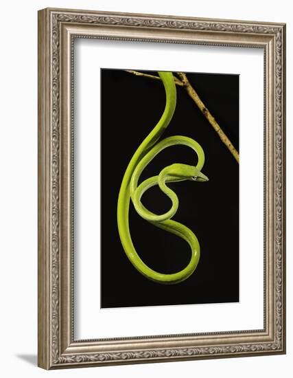 Oriental Whip Snake [Ahaetulla Prasina] Bako National Park, Sarawak, Borneo Sept 08-Tony Heald-Framed Photographic Print