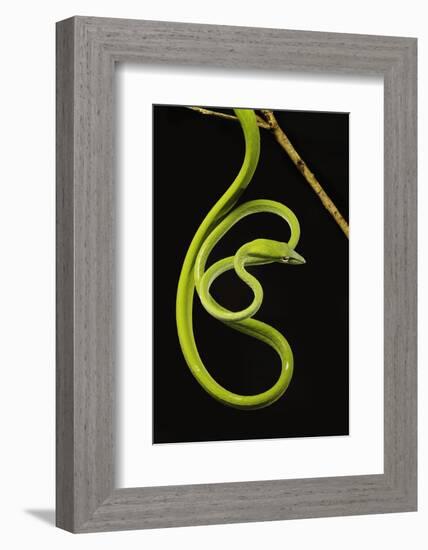 Oriental Whip Snake [Ahaetulla Prasina] Bako National Park, Sarawak, Borneo Sept 08-Tony Heald-Framed Photographic Print