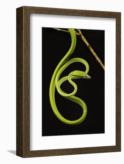 Oriental Whip Snake [Ahaetulla Prasina] Bako National Park, Sarawak, Borneo Sept 08-Tony Heald-Framed Photographic Print