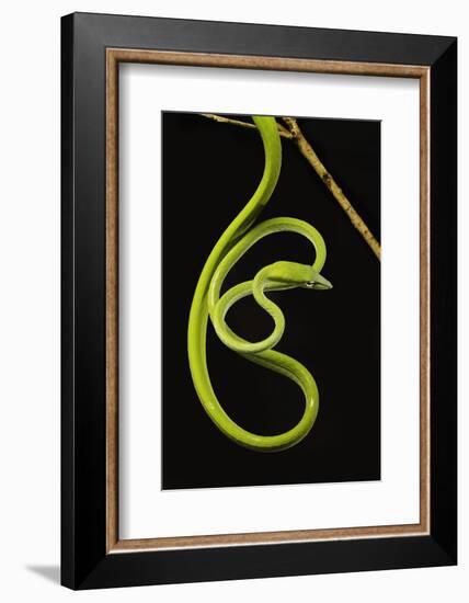 Oriental Whip Snake [Ahaetulla Prasina] Bako National Park, Sarawak, Borneo Sept 08-Tony Heald-Framed Photographic Print