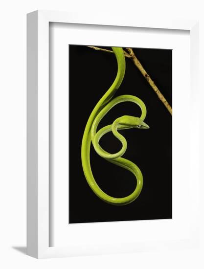 Oriental Whip Snake [Ahaetulla Prasina] Bako National Park, Sarawak, Borneo Sept 08-Tony Heald-Framed Photographic Print