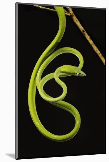Oriental Whip Snake [Ahaetulla Prasina] Bako National Park, Sarawak, Borneo Sept 08-Tony Heald-Mounted Photographic Print