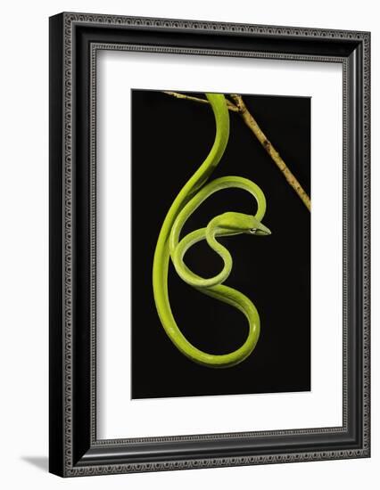 Oriental Whip Snake [Ahaetulla Prasina] Bako National Park, Sarawak, Borneo Sept 08-Tony Heald-Framed Photographic Print