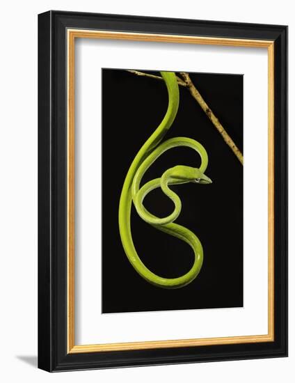 Oriental Whip Snake [Ahaetulla Prasina] Bako National Park, Sarawak, Borneo Sept 08-Tony Heald-Framed Photographic Print