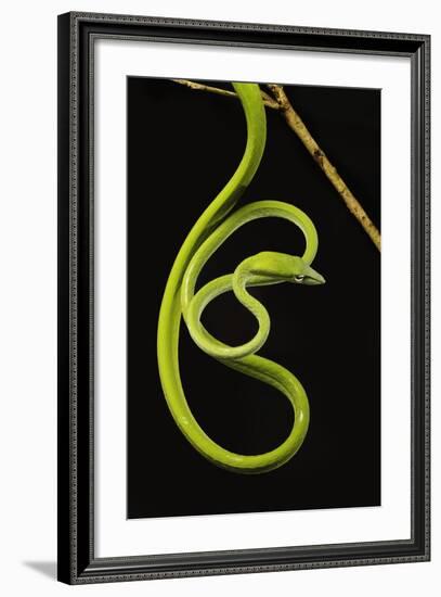 Oriental Whip Snake [Ahaetulla Prasina] Bako National Park, Sarawak, Borneo Sept 08-Tony Heald-Framed Photographic Print