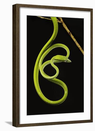 Oriental Whip Snake [Ahaetulla Prasina] Bako National Park, Sarawak, Borneo Sept 08-Tony Heald-Framed Photographic Print