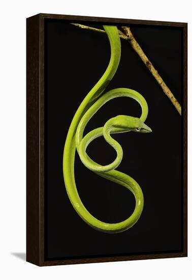 Oriental Whip Snake [Ahaetulla Prasina] Bako National Park, Sarawak, Borneo Sept 08-Tony Heald-Framed Premier Image Canvas